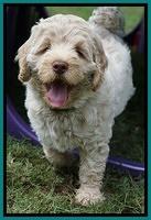 Ivory Dansby pups 7 wks old 281