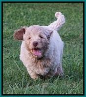 Ivory Dansby pups 7 wks old 291