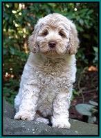 Ivory Dansby pups 8 wks old 151