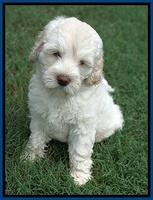 Ivory Dansby pups 7 wks old 41