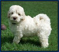 Ivory Dansby pups 7 wks old 51