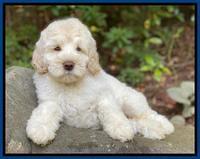 Ivory Dansby pups 8 wks old 5193