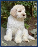 Ivory Dansby pups 8 wks old 7193