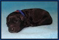 Jetta Banks newborn 11