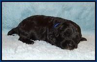 Jetta Banks pups 2 wk old 41