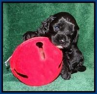 Jetta Banks pups 3 wks old 51