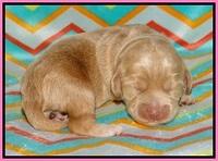 Jetta Banks pups 1 wk old 41