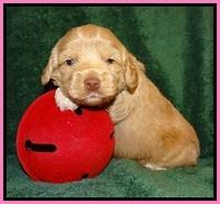 Jetta Banks pups 3 wks old 71