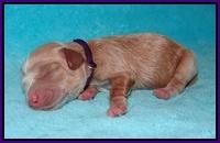 Jetta Banks newborn 41