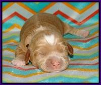 Jetta Banks pups 1 wk old 51