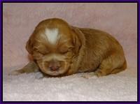 Jetta Banks pups 2 wk old 81