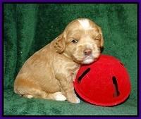 Jetta Banks pups 3 wks old 121
