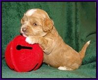 Jetta Banks pups 3 wks old 91