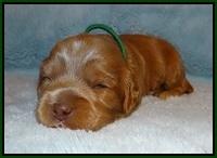 Jetta Banks pups 2 wk old 11
