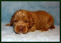 Jetta Banks pups 2 wk old 21