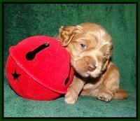 Jetta Banks pups 3 wks old 151