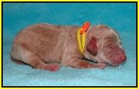 Jetta Banks newborn 71