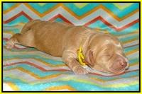 Jetta Banks pups 1 wk old 121