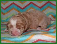 Jetta Banks pups 1 wk old 151