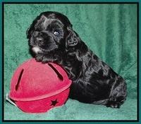 Jetta Banks pups 3 wks old 271
