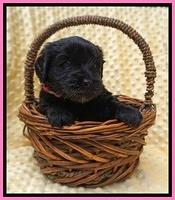 Jetta Benz pups 4 wks old 11