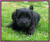 Jetta Benz pups 5 wks old 21