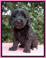 Jetta Benz pups 6 wks old 41