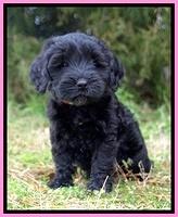 Jetta Benz pups 7 wks old41