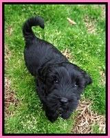Jetta Benz pups 7 wks old51