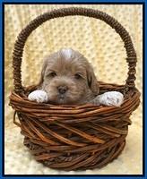 Jetta Benz pups 4 wks old 51