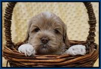 Jetta Benz pups 4 wks old 61