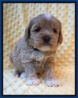 Jetta Benz pups 4 wks old 81