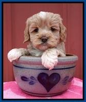 Jetta Benz pups 5 wks old 81