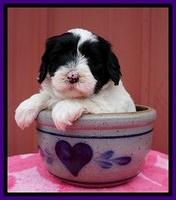 Jetta Benz pups 5 wks old 141
