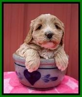 Jetta Benz pups 5 wks old 191