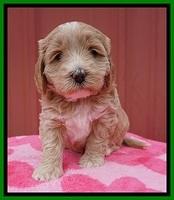 Jetta Benz pups 5 wks old 221