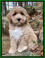 Jetta Benz pups almost 8 wks old111