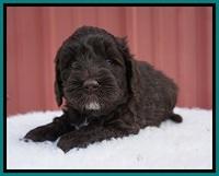 Jetta Benz pups 5 wks old 311