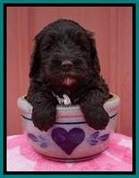 Jetta Benz pups 5 wks old 351