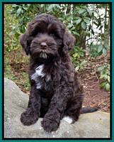 Jetta Benz pups almost 8 wks old181