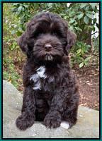 Jetta Benz pups almost 8 wks old191