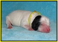 Jetta Benz Newborn pups 94