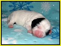 Jetta Benz pups 1 wk old 91