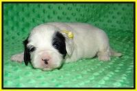 Jetta Benz pups 3 wks old 221