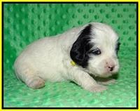 Jetta Benz pups 3 wks old 231