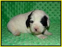 Jetta Benz pups 3 wks old 241