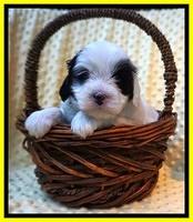 Jetta Benz pups 4 wks old 211