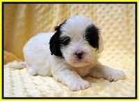 Jetta Benz pups 4 wks old 221