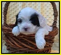 Jetta Benz pups 4 wks old 231