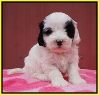 Jetta Benz pups 5 wks old 401